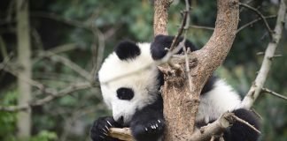 baby panda in tree