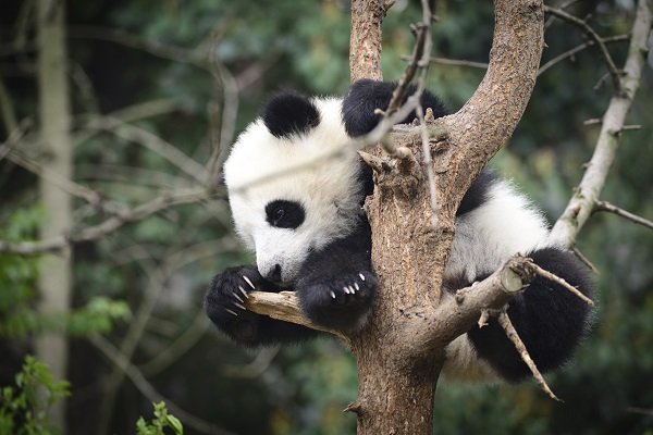 baby panda in tree