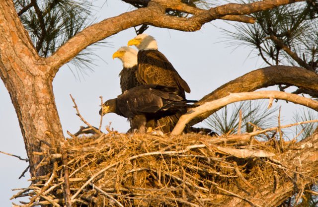 Baby Bald Eagles