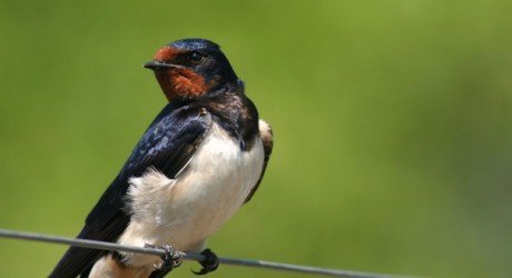 how birds know the time and why barn swallows stick to the schedule