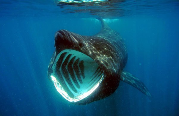 Basking Shark, Cetorhinus maximus