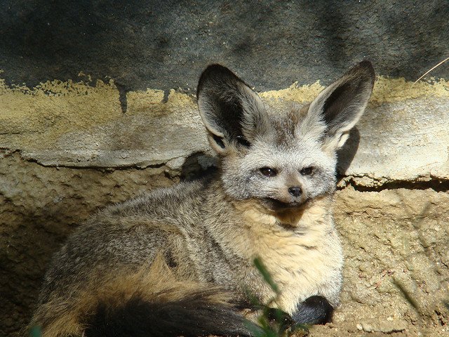 Bat-Eared Fox