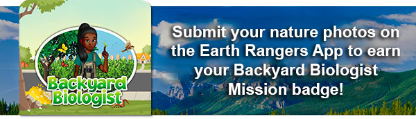 Submit your nature photos on the Earth Rangers App to earn your Backyard Biologist mission badge!