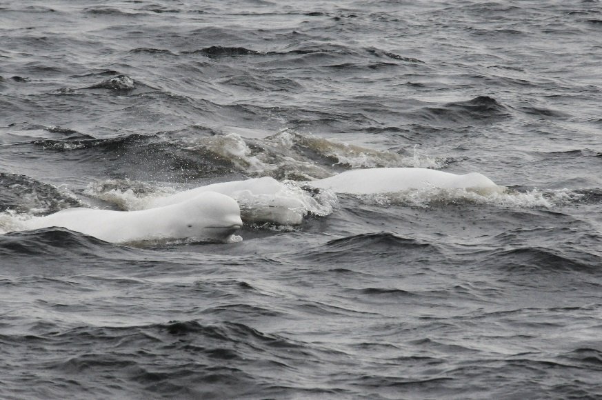 Photo credit: Parks Canada, R. Pintiaux