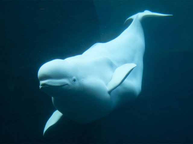 Beluga Whale Hunting in the Arctic