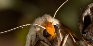 moth eyes