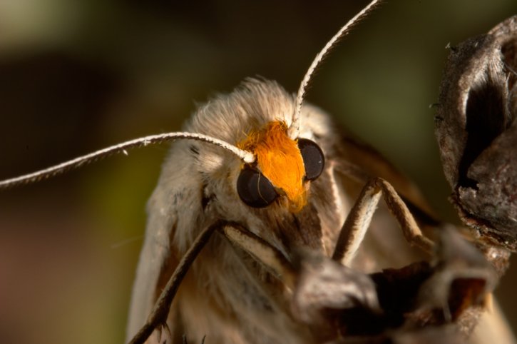 Solar Power and Moth Eyes