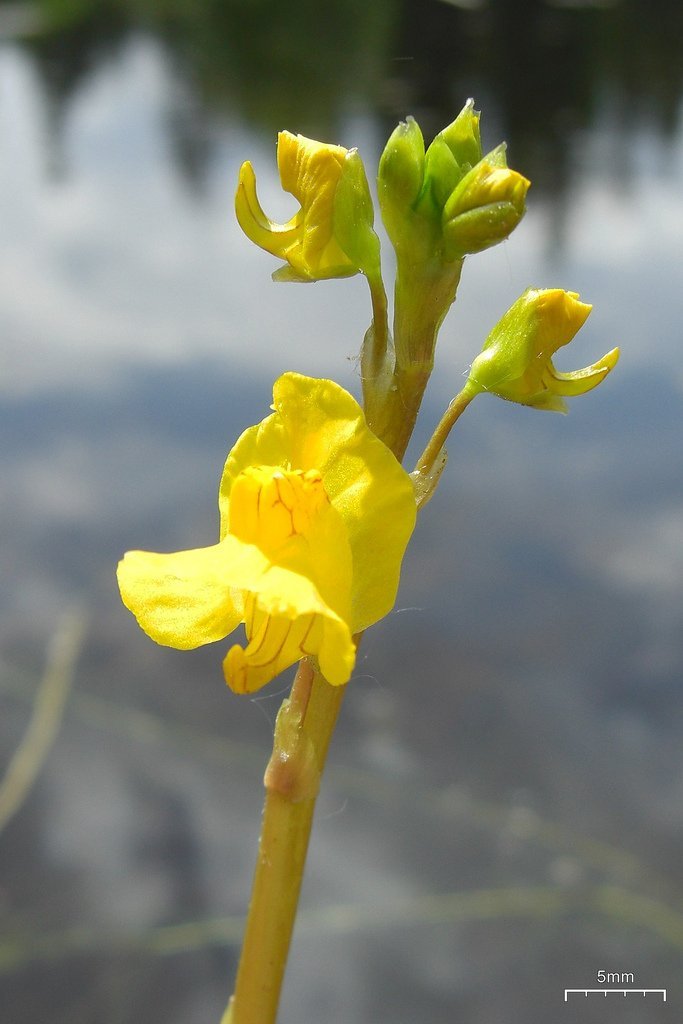 The Ferocious Bladderwort Plant!