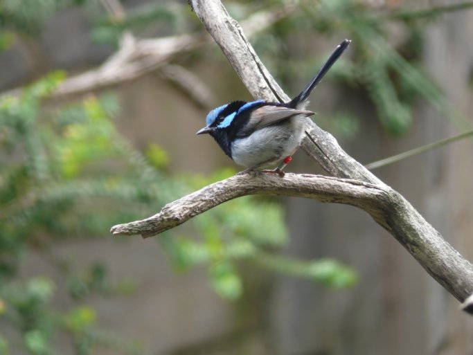 Fairy-Wrens seem nice by taking care of other birds’ chicks but they have ulterior motives