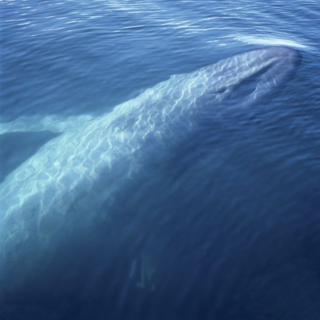 Ballooning Whale