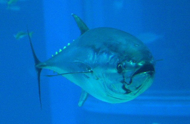 Warm-blooded Fish