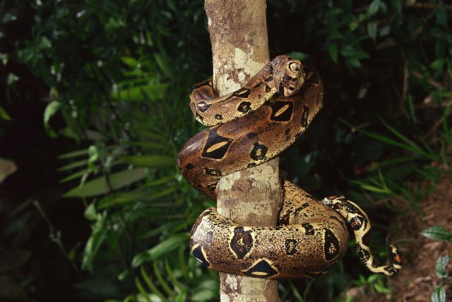 A Climbing Boa Constrictor