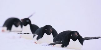 bobsleigh penguins