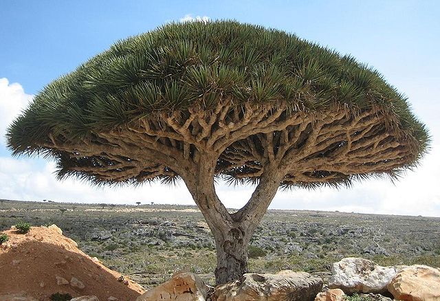 Top Ten Oddest Looking Plants
