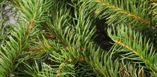 spruce pine tree