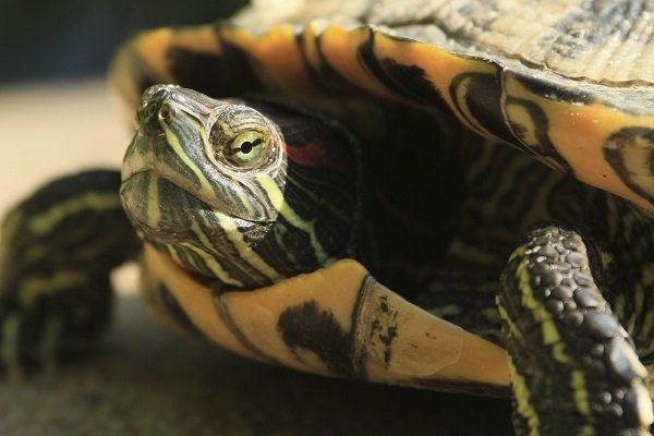 Brazil turtle