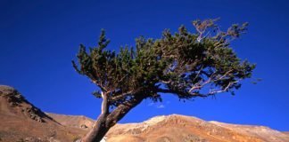 bristlecone pine tree