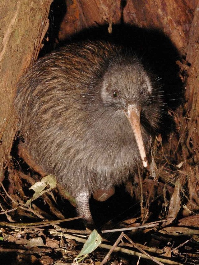 The flightless Brown Kiwi is New Zealand’s national bird