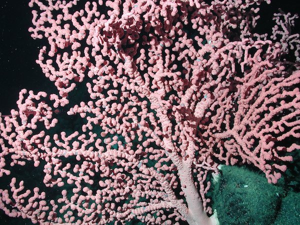 bubblegum coral