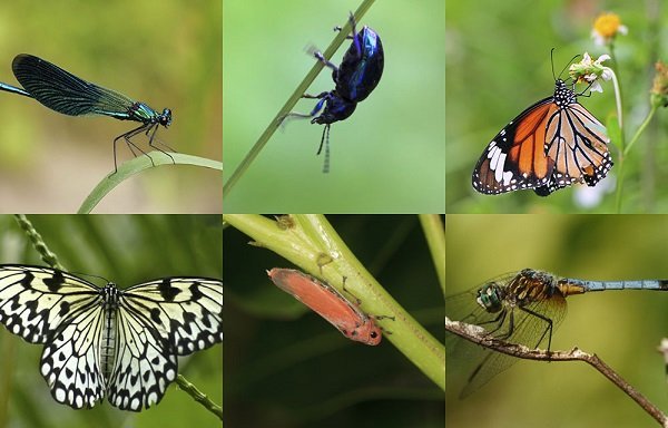 bug biodiversity