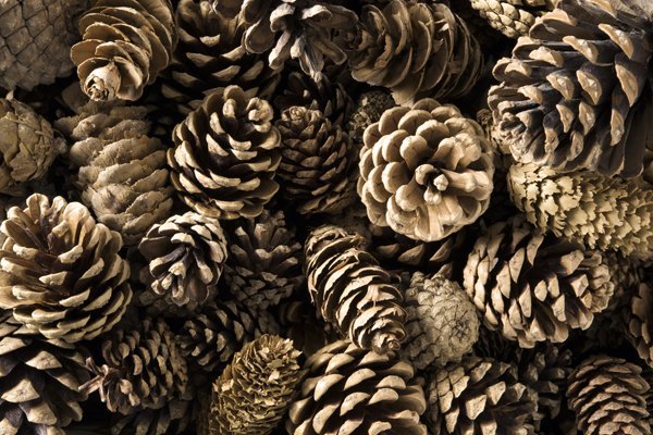 Close-up shot of numerous pine cones