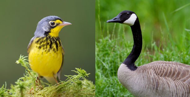 canada-warbler-canada-goose