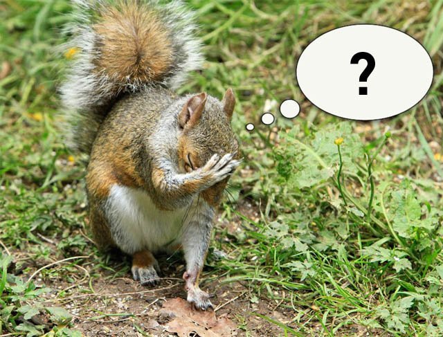 Caption This! What’s this Squirrel Thinking?