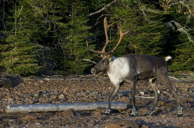 caribou boreal forest