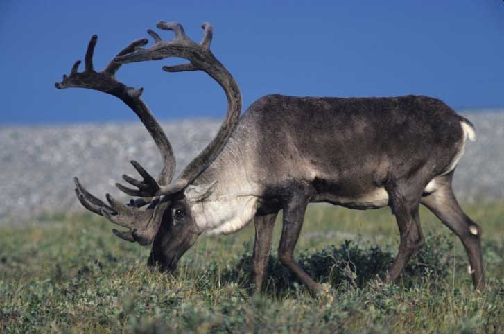 A caribou grazes on the carpet of greenery that grows across its habitat in the summer.
