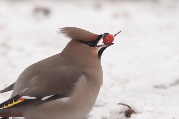 Liste De Dix Espèces Doiseaux Qui Passent Lhiver Au Canada