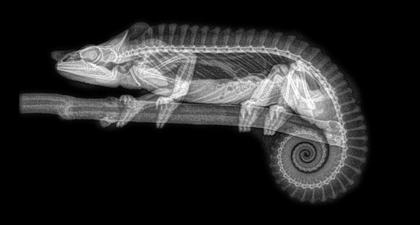 Check out these super cool animal x-rays! - Where kids go to save animals!