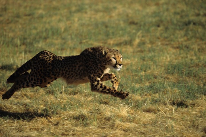 cheetah running