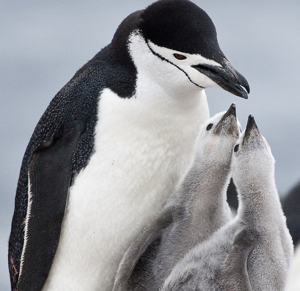 chinstrap penguin dad