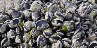 clam cockels barnacles