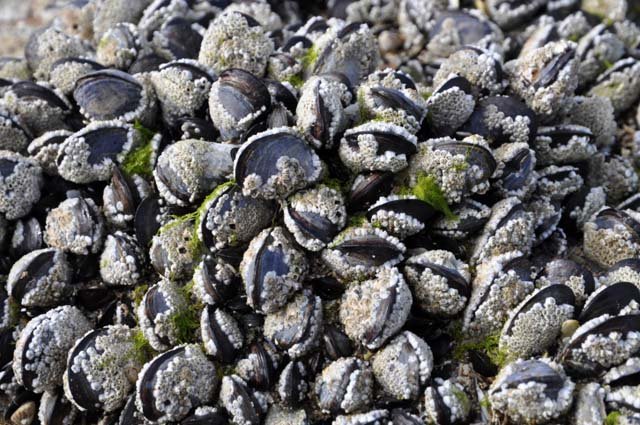 Clam Cleanup