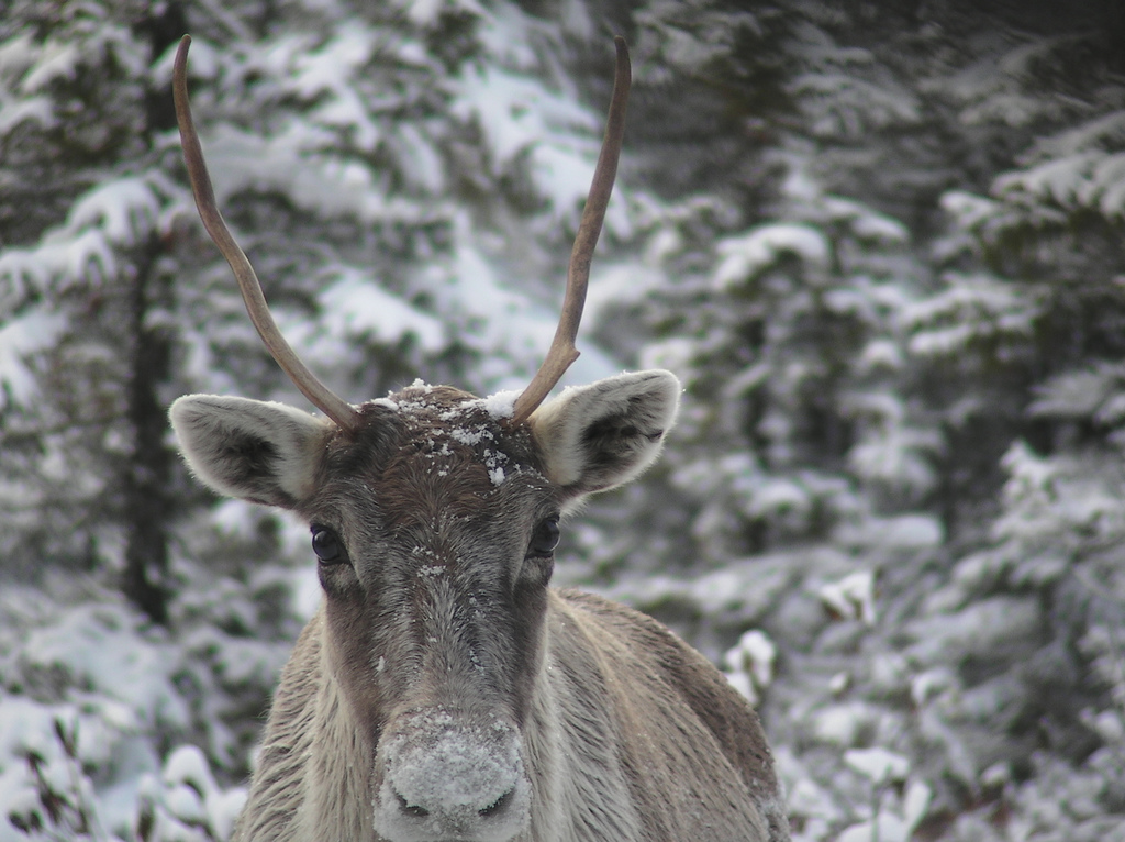 This Woodland Caribou makes its home in a dense forest (and takes shelter from the snow!)