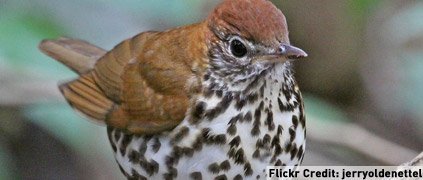 Wood thrush Wood thrush