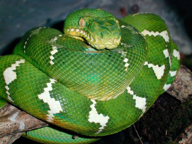 Emerald Tree Boa, green, snake, branch, Corallus caninus, stripes,