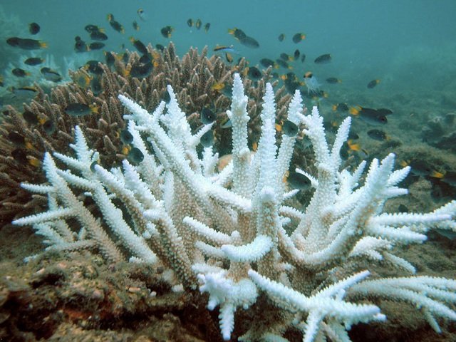 The Great Barrier Reef is in Trouble!