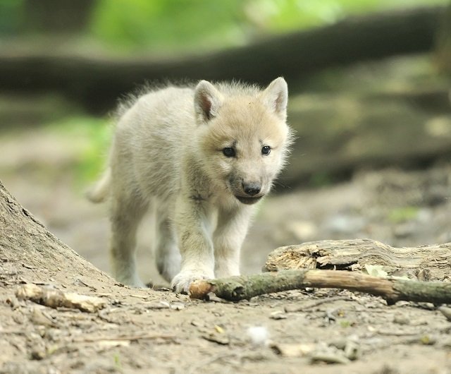 adorable wolf pups