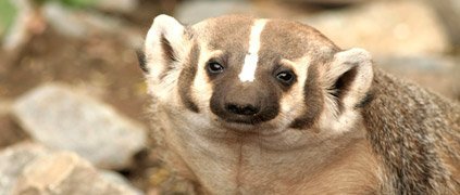 American badger American badger