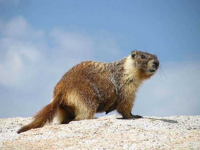 yellow-bellied marmot, animal,