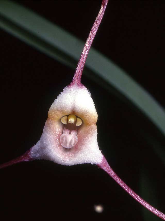 Dracula sergioi, orchid