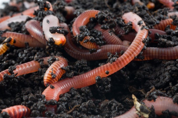 Earthworms in the earth