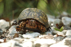 Top Ten Facts about Turtle Shells - Earth Rangers