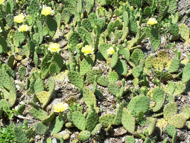 eastern prickly pear cactus