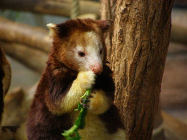 Tree Loving Kangaroos