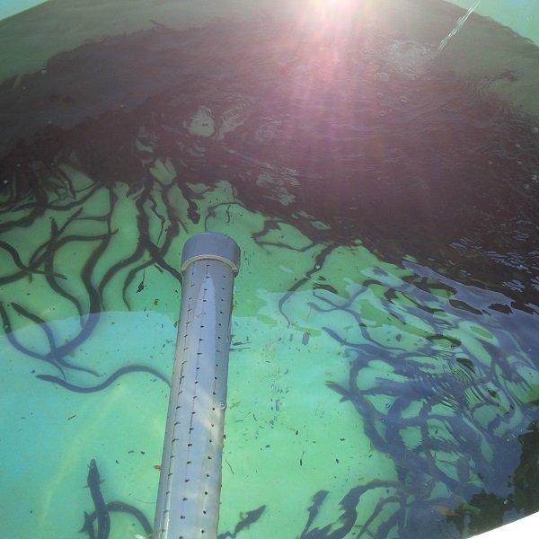 American Eels and Their Ladders Earth Rangers