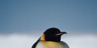 emperor penguin, baby,