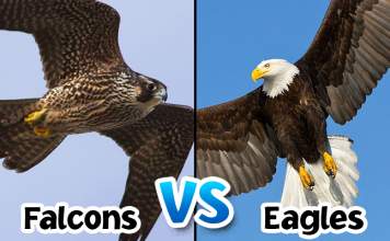 falcon vs eagle who would win falcon vs eagle who would win